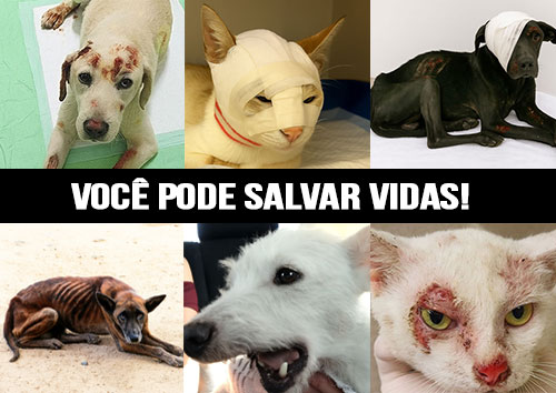 Imagem 1 do pet
